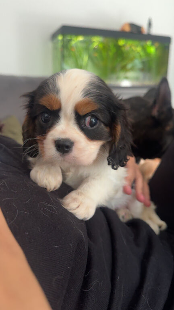 Adorable King Charles caverliers puppies