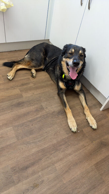 Male German shepherd