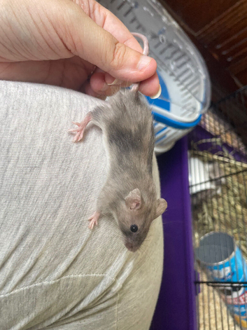 Baby Mice READY NOW
