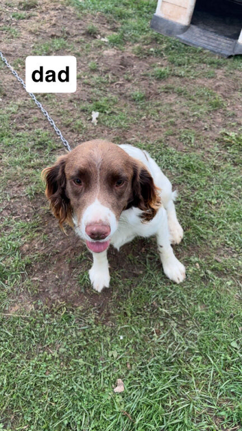 English springer spaniel for stud