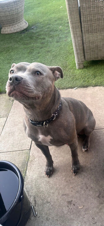 Beautiful female blue staffy puppy