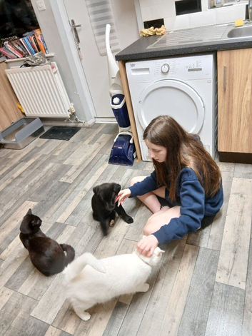 Pet sitting and dog walking