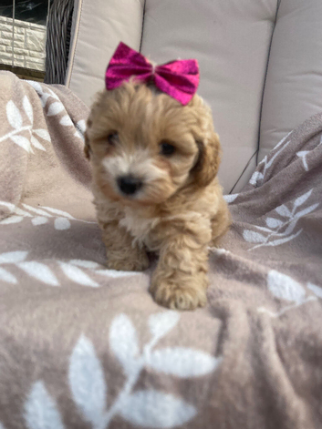 Beautiful maltipoo puppies