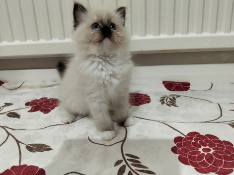 Purebred ragdoll kittens