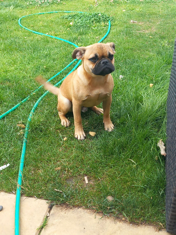 Male frug puppy 5 months