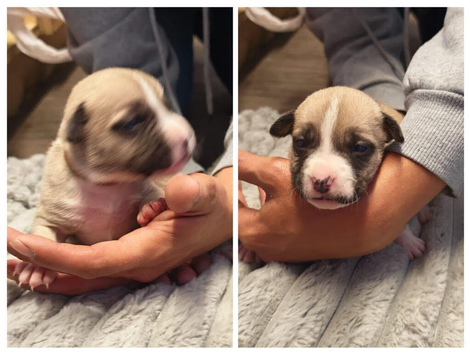 Beautiful staff cross American bull