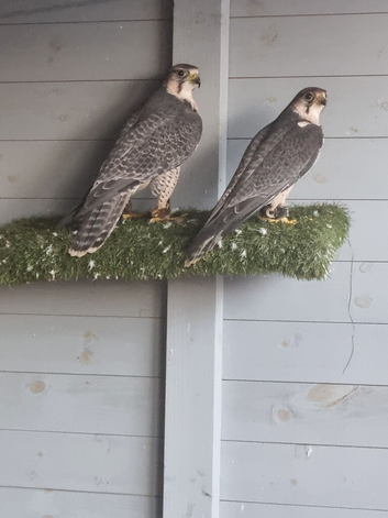 Pair of lanners