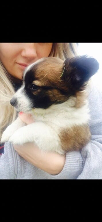 Chihuahua cross Jack Russell puppies