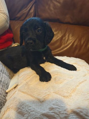 Bedlington whippet x cocker spaniel