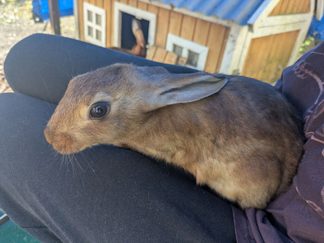 six baby Belgian hares ready to leave