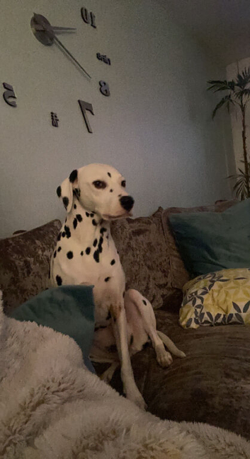 2 female dalmatians