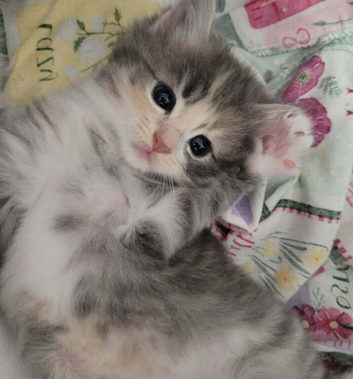 Kittens ready now