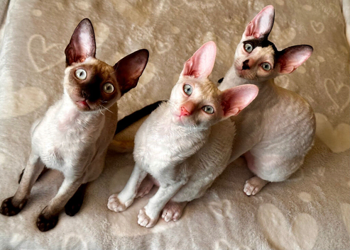Cornish Rex Kittens – Ready Now