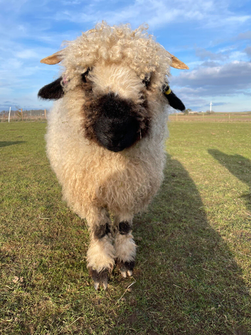 Triplet Valais Blacknose/ Texal