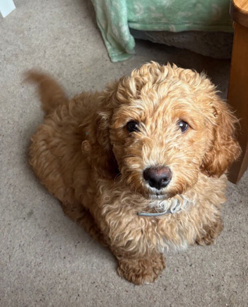 Beautiful golden cavapoochon puppy