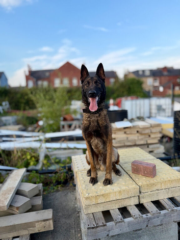 Trained security Belgiun Malinois