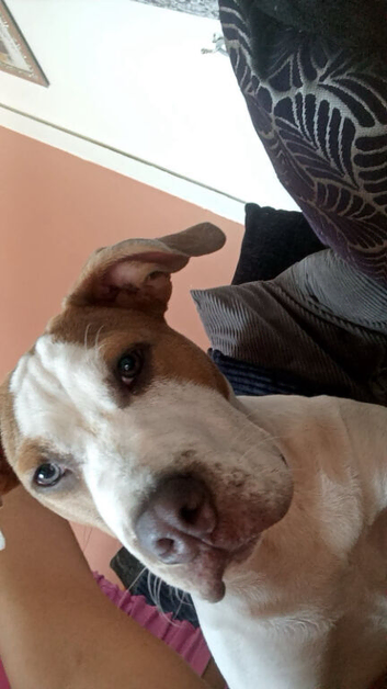 Staffy bitch