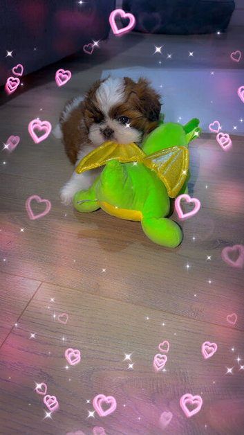 Beautiful cuddly pup