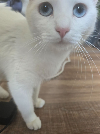 2 years old cat