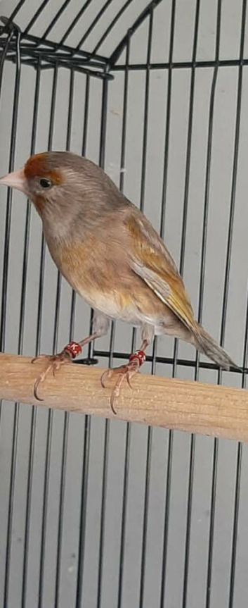 Silver goldfinch mule