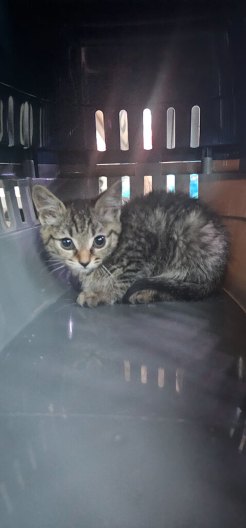 Female tabby kitten