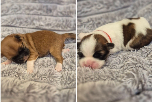 LHASA APSO kc  PUPPIES 2 Girls left