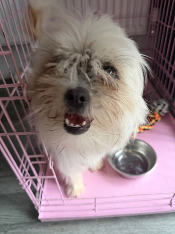 Pomeranian cross shihtzu