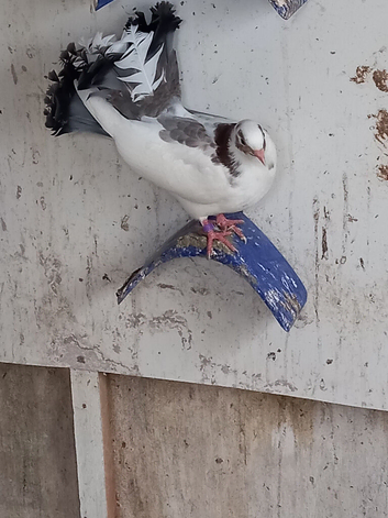 Fantail pigeons