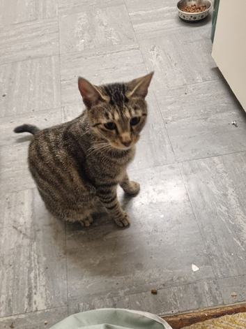 Lovely Cat Nuna Looking for a Loving Home