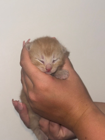 4 lovely kittens