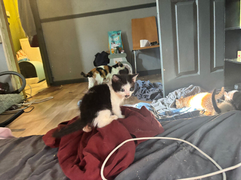 Kittens ready now