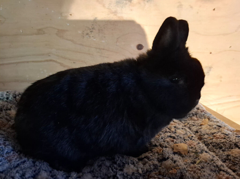 7 month old Netherland dwarf