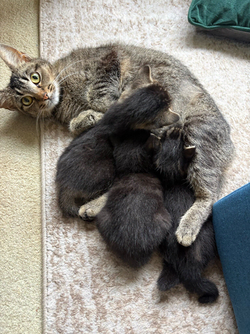 3 Cute 6 week Tabby kittens