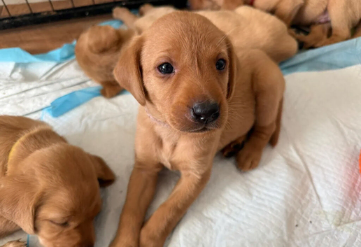 **Fox Red Labrador Puppies &ndash; Copper Coats, Gentle Hearts**