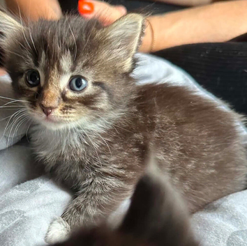 6 stunning beautiful markings kittens