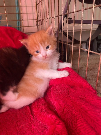 4 stunning kittens