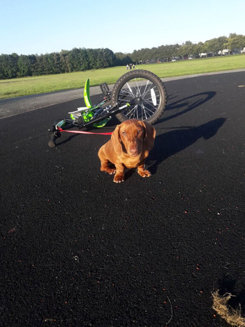 Dachshund for sale