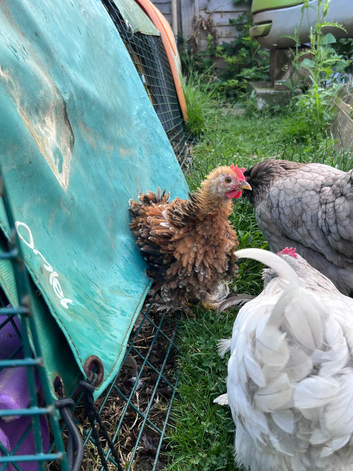 Frizzle Pekin Bantam Millefleur colours