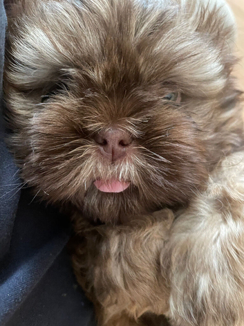 Beautiful Imperial / Shih Tzu Puppies &ndash; 1 Chocolate Boy & 1 Girl