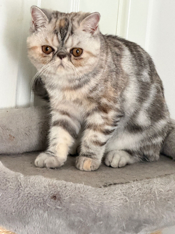 Ready Now . Gorgeous GCCF registered kittens from Champions parents