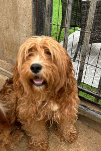 cavapoo girl 2 years old
