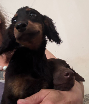 Small f3 cockapoos