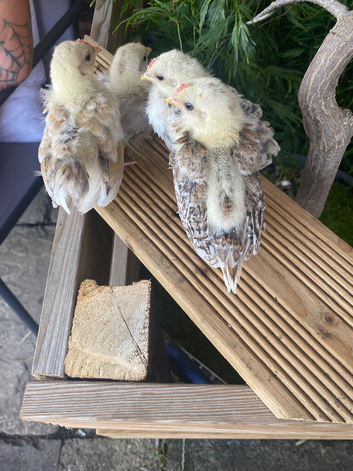 4 serama chicks
