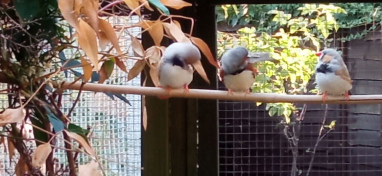 4 Male Zebra finches for sale