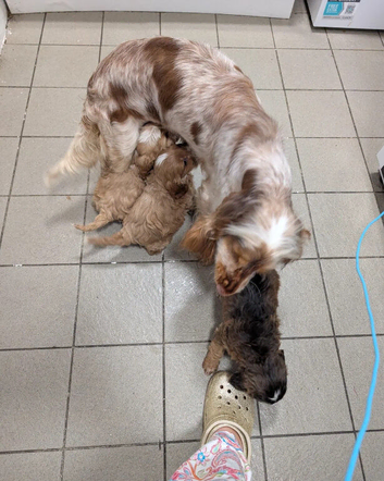Adorable Cockapoo Puppies &ndash; Looking for Loving Forever Homes