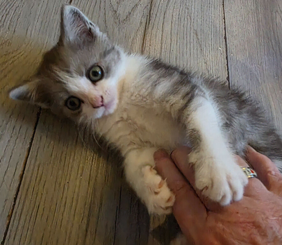 Ready now Beautiful British long haired kitten