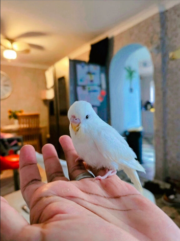2 sold * 2 left * Baby budgies looking for new home , very young and easy to tame