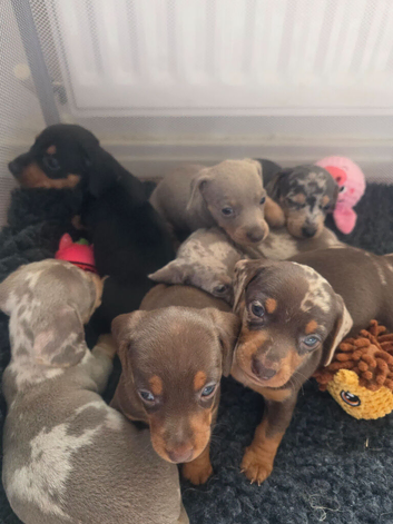 Beautiful mini dachshund puppies
