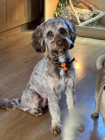 Male cockerpoo