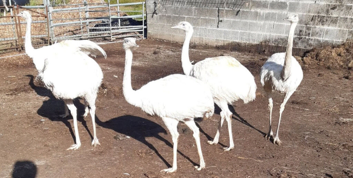 RHEA'S